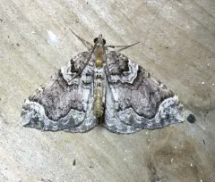 Serrated Eulithis Moth thumbnail 3