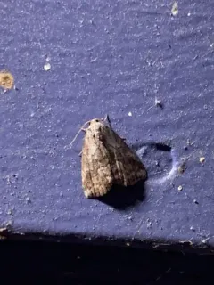 White-lined Graylet thumbnail 2