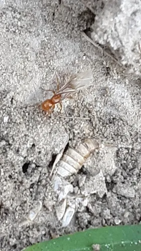 Western Citronella Ant