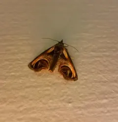 Eyed Paectes Moth thumbnail 2