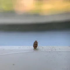 Asian Carpet Beetle thumbnail 2