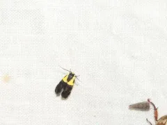Yellow-vested Moth thumbnail 4