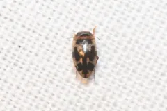 Hydroporus Diving Beetle thumbnail 2