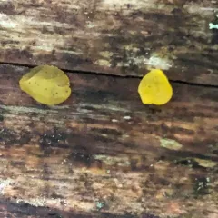 alpine jelly cone thumbnail 4