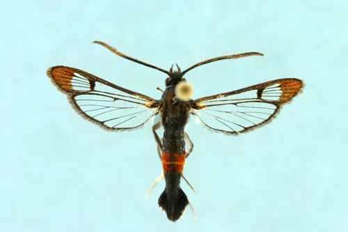 Northern Willow Clearwing Moth