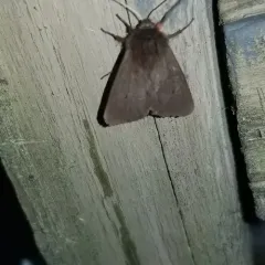 Ruby Tiger Moth thumbnail 4