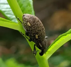 Trichalophus brunneus thumbnail 4