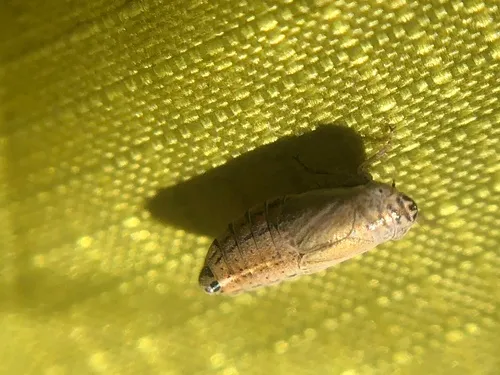 Doratura stylata