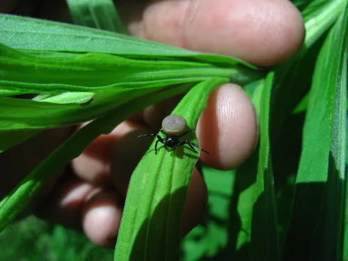 Xysticus alboniger