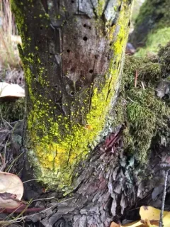 Crusty Gold-dust Lichen thumbnail 3