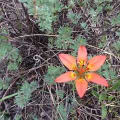 Wood Lily thumbnail 3
