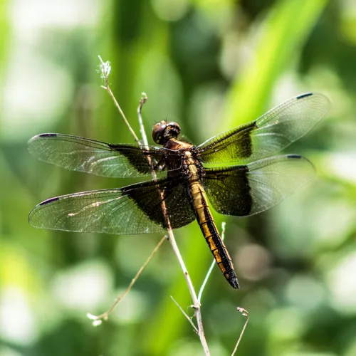 Widow Skimmer
