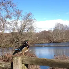 Wood Duck thumbnail 2