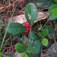 Eastern Teaberry thumbnail 5