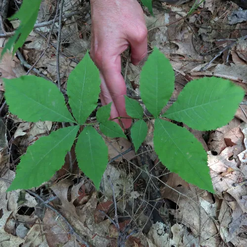 bitternut hickory