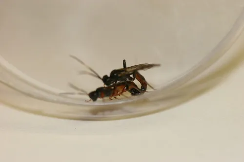 Phaeogenes hebrus