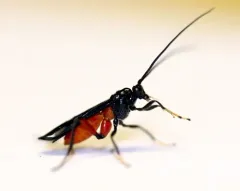 Alabagrus texanus thumbnail 2