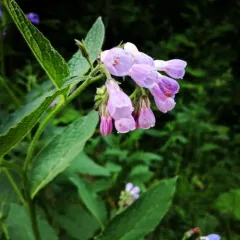 common comfrey thumbnail 2