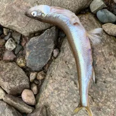 Rainbow smelt