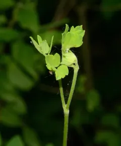 Waxy Meadow-rue thumbnail 4