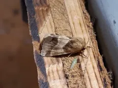 Thoreau's Flower Moth thumbnail 2