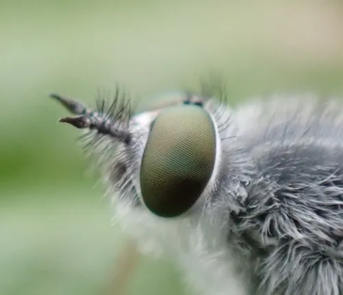 Spiriverpa cinerascens