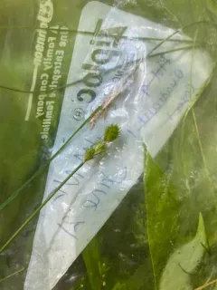 Broadwing Sedge thumbnail 2