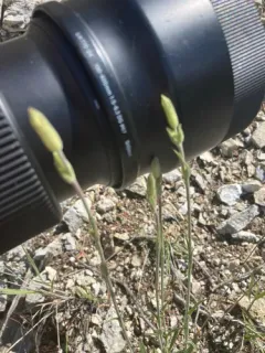 Drummond's Campion thumbnail 3