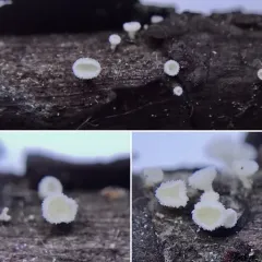 stalked hairy fairy cup thumbnail 3