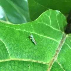Rhododendron Leafhopper thumbnail 4