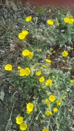 Kamchatka Cinquefoil thumbnail 2
