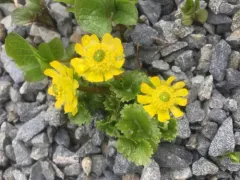 Cooley's Buttercup thumbnail 3