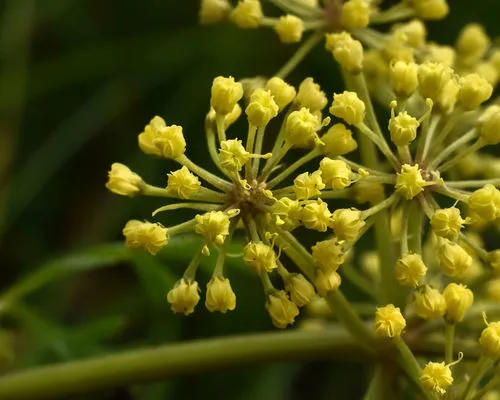 Prairie Parsley