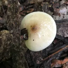 lesser rooting xerula thumbnail 1