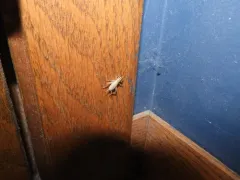 House Cricket thumbnail 2