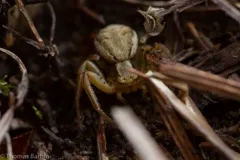 Xysticus cunctator thumbnail 1