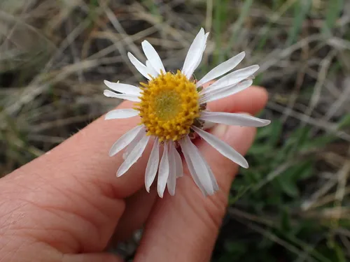 Alpine Aster