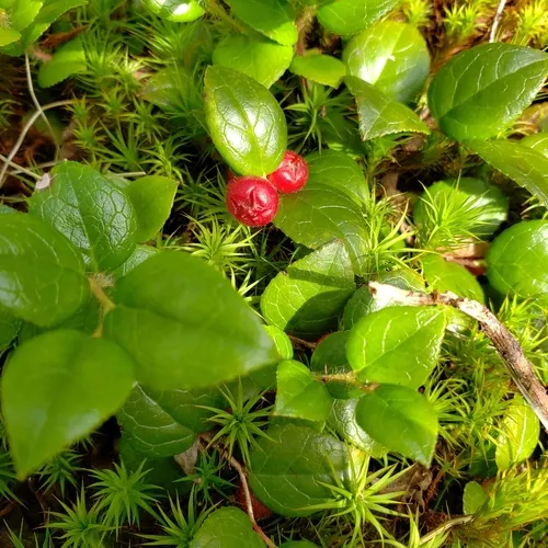 slender wintergreen