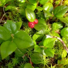 slender wintergreen thumbnail 1