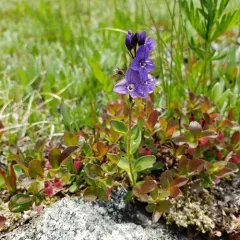 cusick's speedwell thumbnail 4