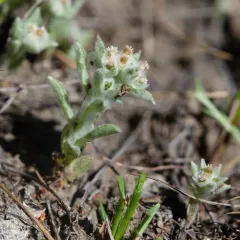 western marsh cudweed thumbnail 4