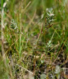 Milkwort Knotweed thumbnail 2
