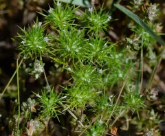 Rocky Mountain pincushion-plant thumbnail 3