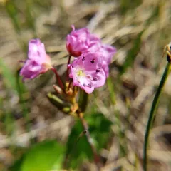Western Bog Laurel thumbnail 4