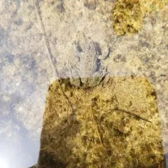 Columbia Spotted Frog thumbnail 3