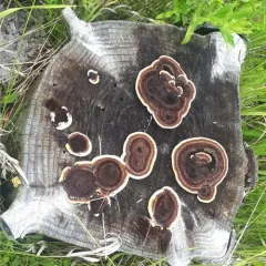 Conifer Mazegill thumbnail 3