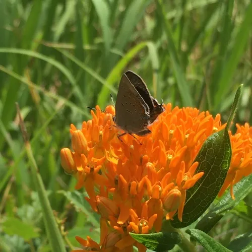 Acadian Hairstreak