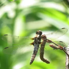 Chalk-fronted Corporal thumbnail 3