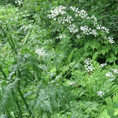 Cow Parsley thumbnail 4