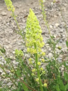 Wild Mignonette thumbnail 2